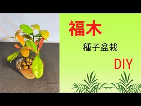 福樹種植